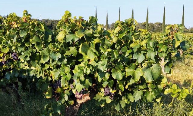 Vignes