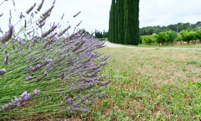 Domaine ventajol