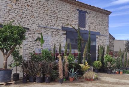 L’Orangeraie prend vie : l’arrivée des premières plantes !